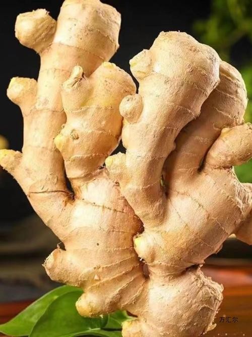 小黄姜 二黄姜